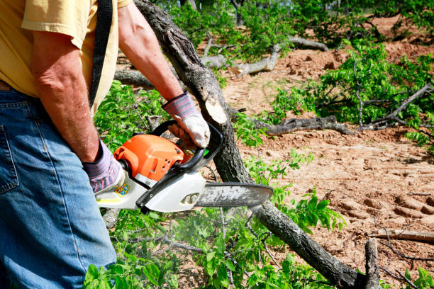 Best Tree Branch Trimming  in Central City, IL